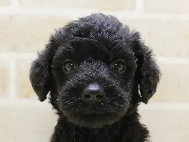 埼玉県のハーフ犬・ミックス犬 (ペッツワン蓮田店/2025年4月8日生まれ/男の子/ブラック)の子犬